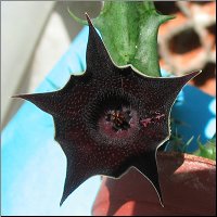 Huernia keniensis hybride